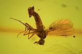 Detailed Fossil Dance Fly (Empididae) In Baltic Amber #45169-1